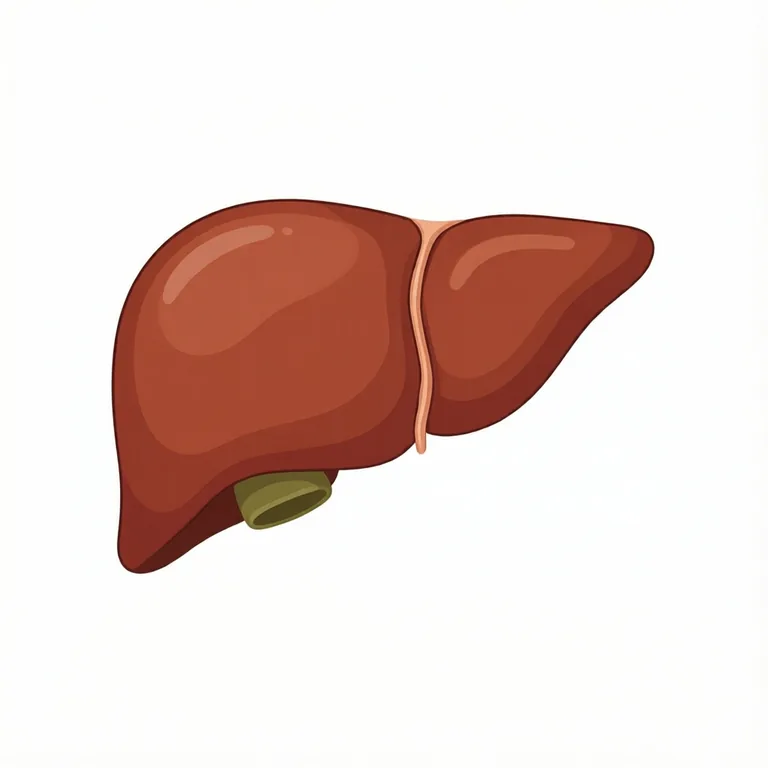 Picture: liver
