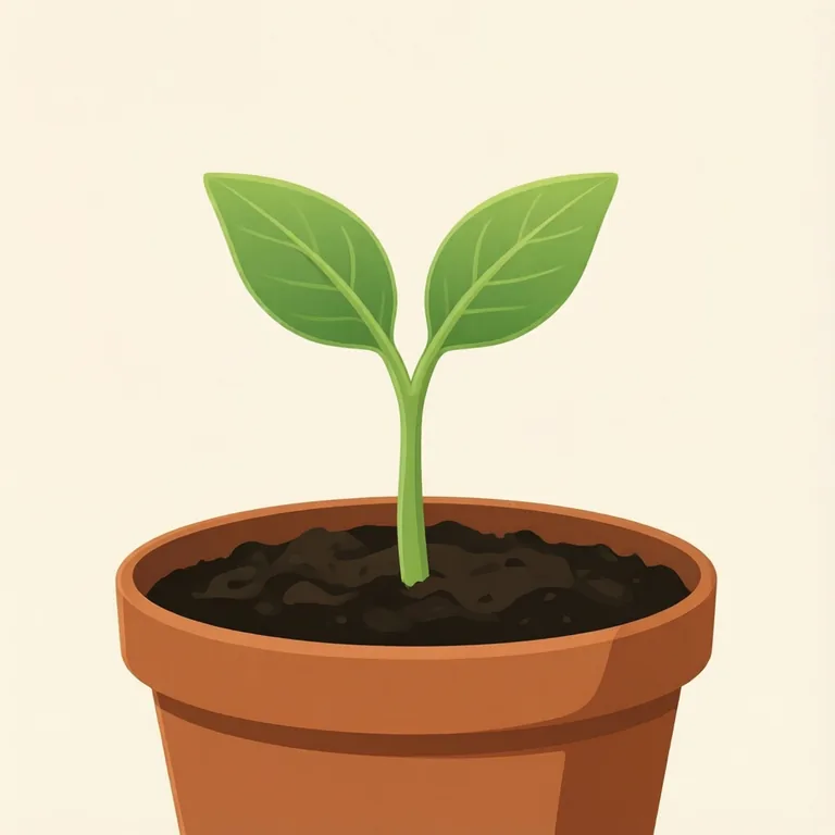 Picture: seedling
